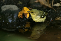 Blackpoll Warbler