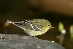 Blackpoll Warbler