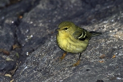 Blackpoll Warbler