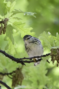 Blackpoll Warbler