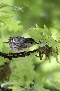 Blackpoll Warbler