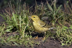 Blackpoll Warbler