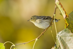 Blackpoll Warbler