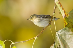 Blackpoll Warbler