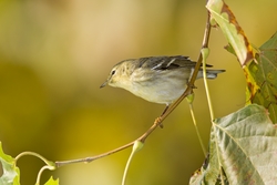 Blackpoll Warbler