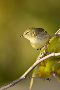 Blackpoll Warbler
