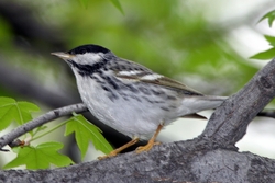 Blackpoll Warbler
