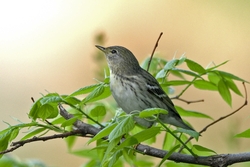 Blackpoll Warbler