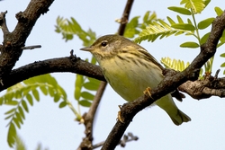 Blackpoll Warbler