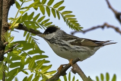 Blackpoll Warbler