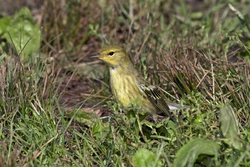 Blackpoll Warbler