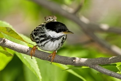 Blackpoll Warbler