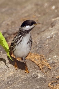 Blackpoll Warbler