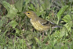 Blackpoll Warbler