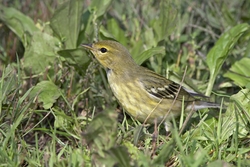 Blackpoll Warbler