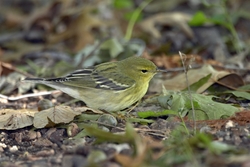 Blackpoll Warbler