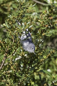 Blue-gray Gnatcatcher