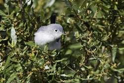 Blue-gray Gnatcatcher