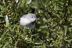 Blue-gray Gnatcatcher