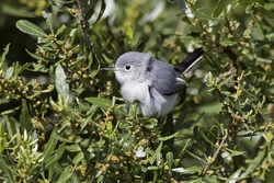 Blue-gray Gnatcatcher