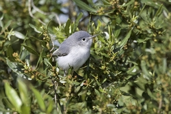 Blue-gray Gnatcatcher