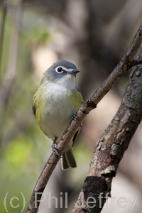 Blue-headed Vireo