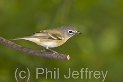 Blue-headed Vireo