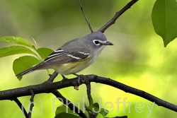 Blue-headed Vireo