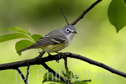 Blue-headed Vireo