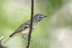 Blue-headed Vireo