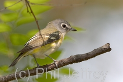 Blue-headed Vireo