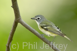 Blue-headed Vireo