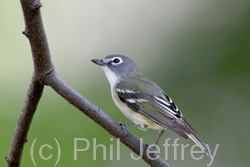 Blue-headed Vireo