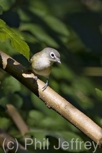 Blue-headed Vireo