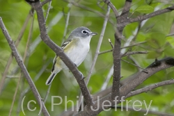 Blue-headed Vireo