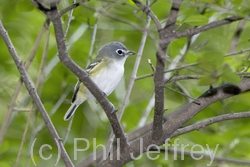 Blue-headed Vireo