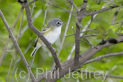 Blue-headed Vireo