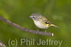 Blue-headed Vireo