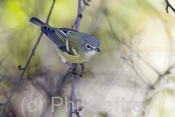 Blue-headed Vireo