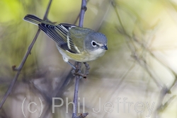 Blue-headed Vireo