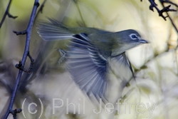 Blue-headed Vireo