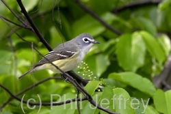 Blue-headed Vireo