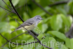 Blue-headed Vireo