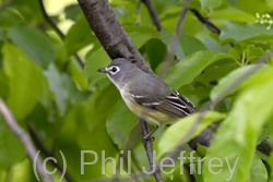 Blue-headed Vireo