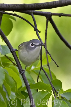 Blue-headed Vireo