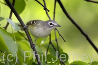 Blue-headed Vireo