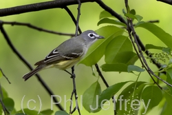 Blue-headed Vireo