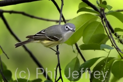 Blue-headed Vireo