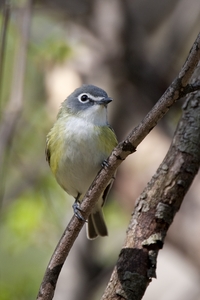 Blue-headed Vireo