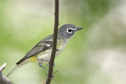Blue-headed Vireo